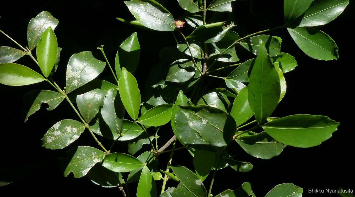 Euonymus walkeri Wight